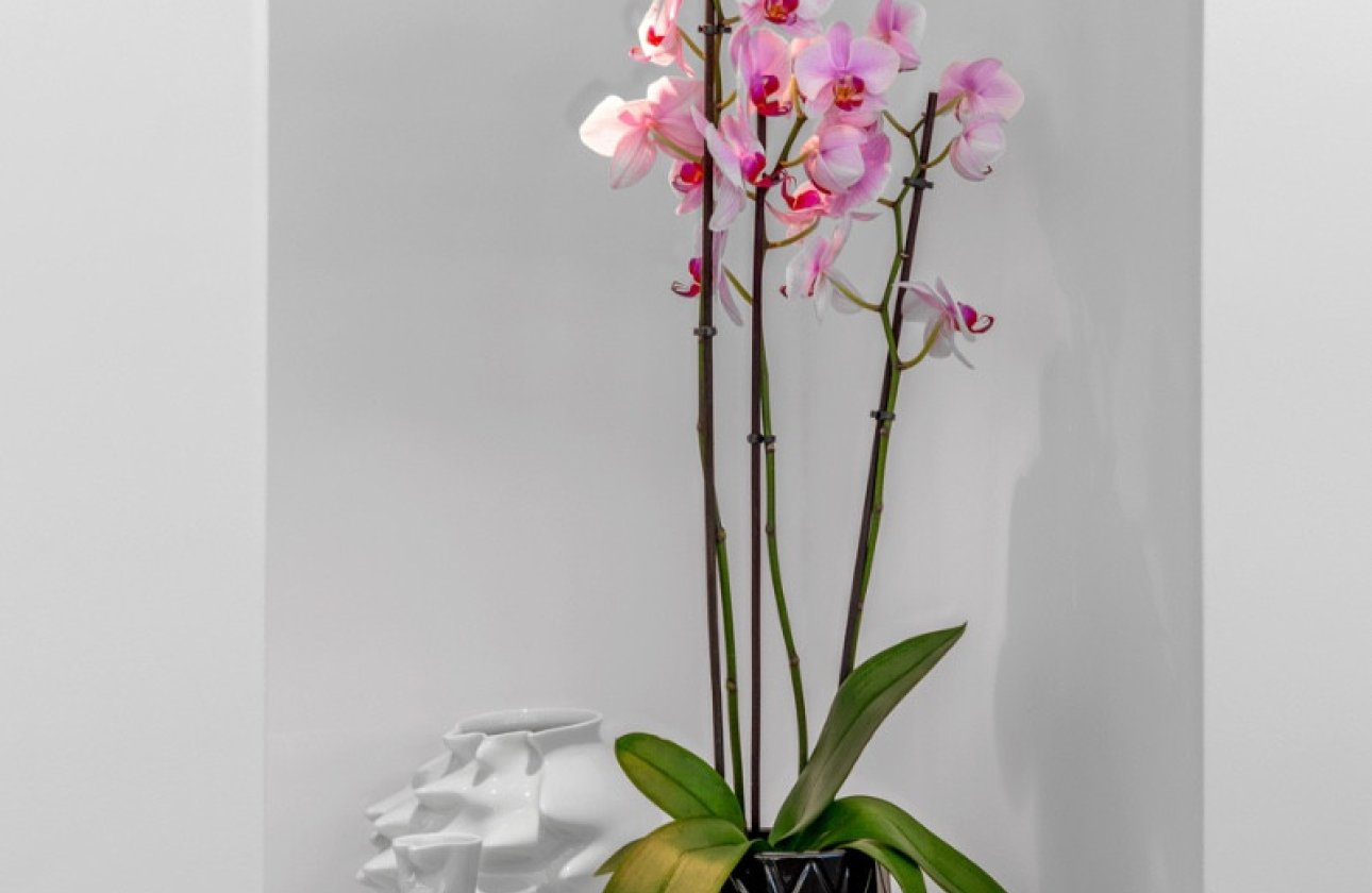 Resale - Villa -
Guardamar del Segura - Guardamar del Segura Centro