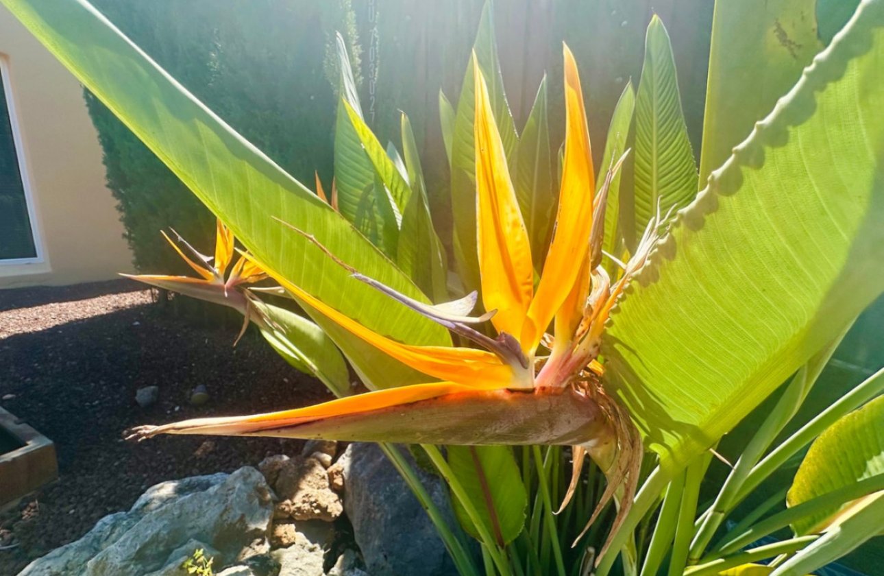 Resale - Villa -
Jávea - Xàbia - Jávea - Xàbia Centro