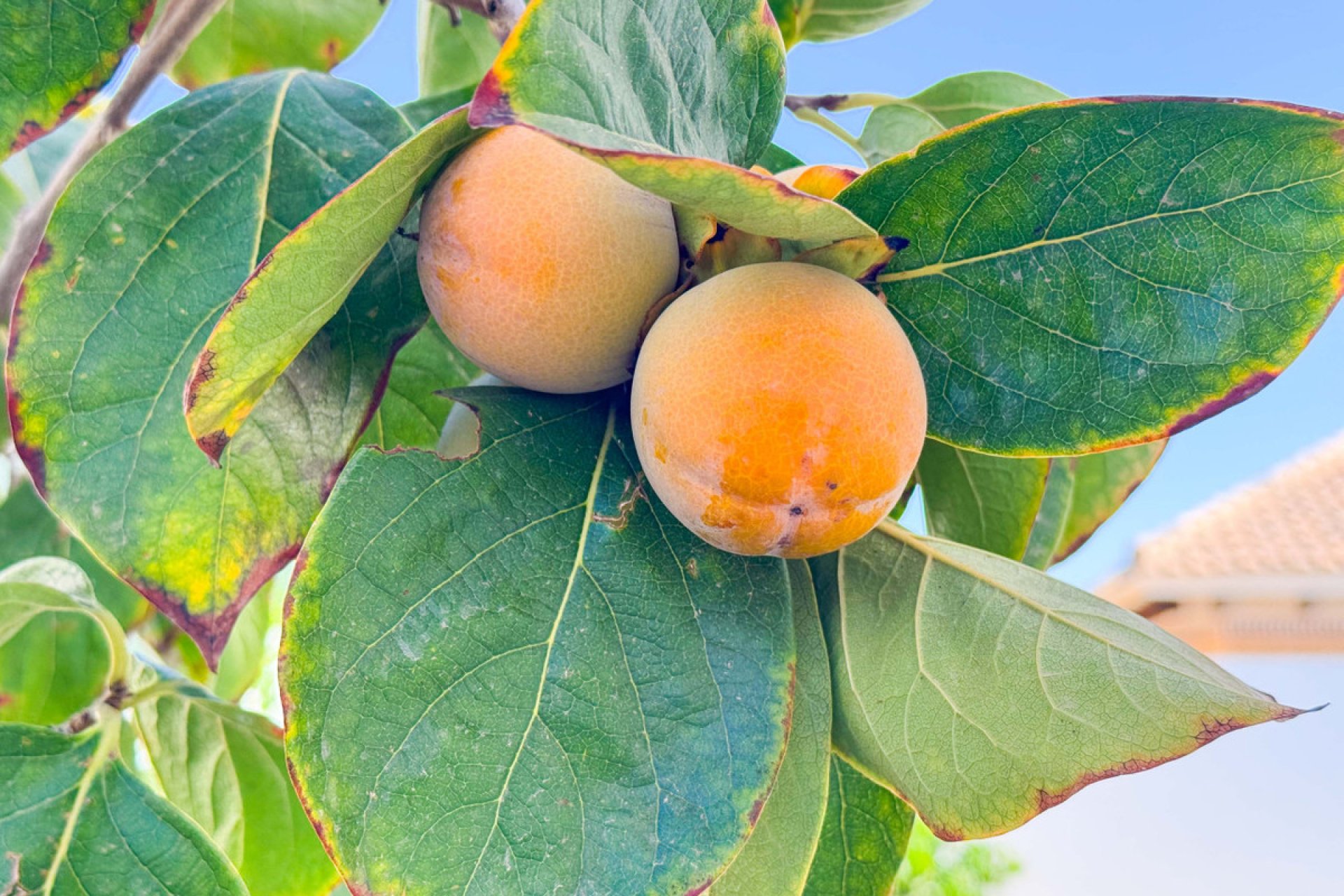 Resale - Villa -
San Fulgencio - San Fulgencio Centro