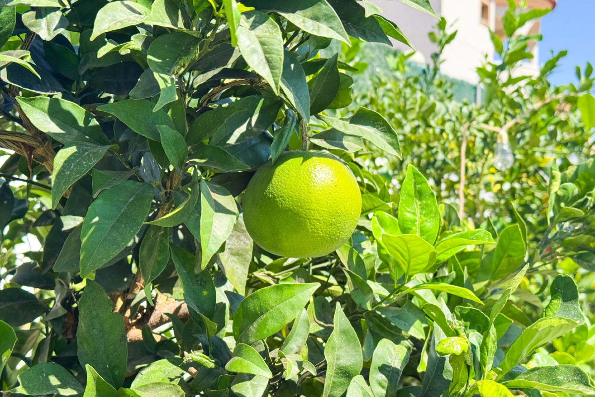 Resale - Villa -
San Fulgencio - San Fulgencio Centro