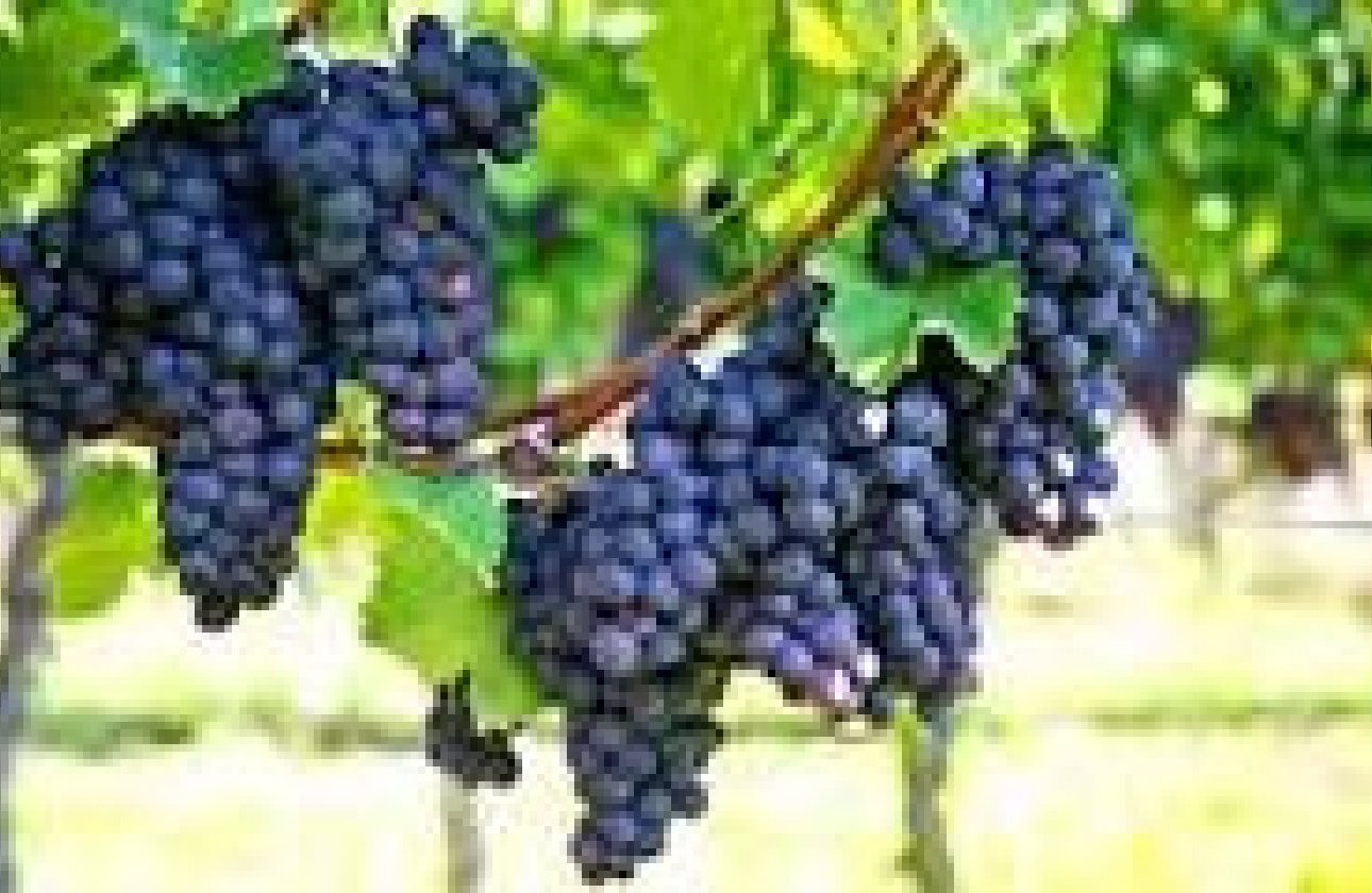 Resale - wine cellar -
Bullas - La Copa