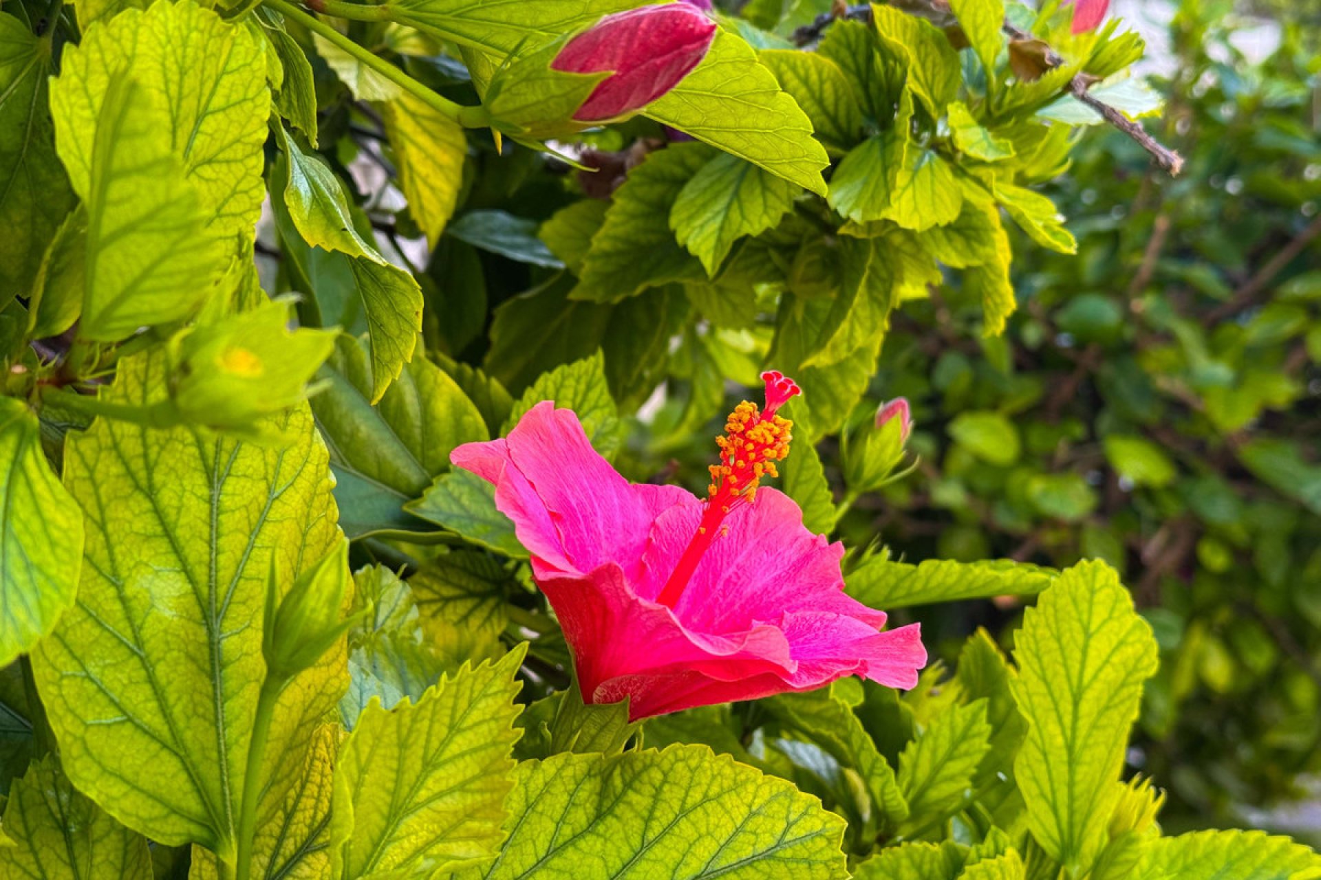 Reventa - Apartamento / piso -
Torrevieja - Torrevieja Centro