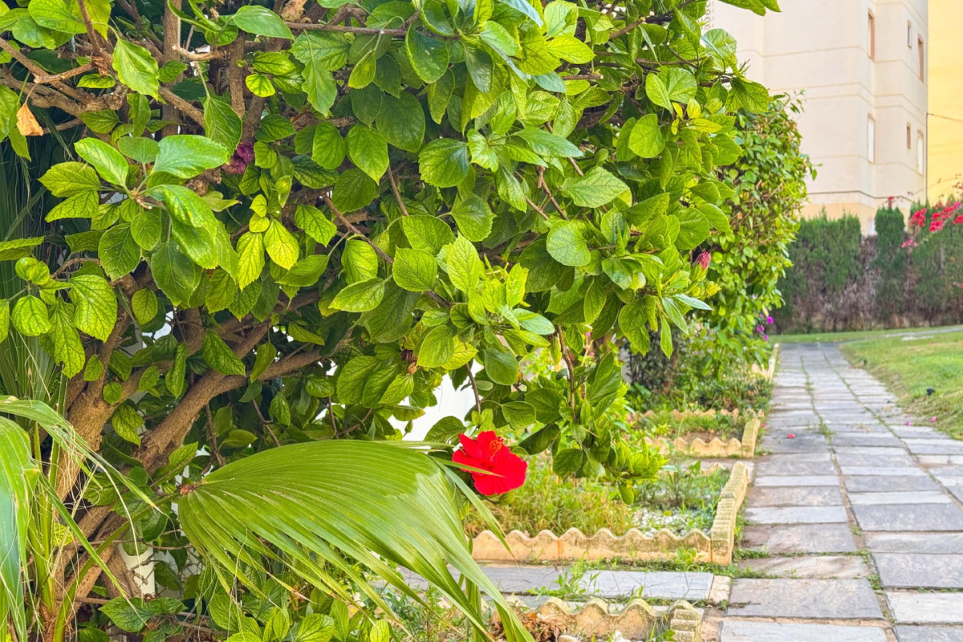 Reventa - Apartamento / piso -
Torrevieja - Torrevieja Centro