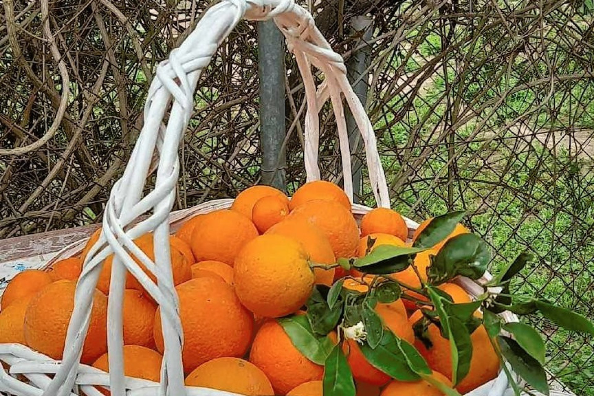 Reventa - country house -
Dolores - Dolores Centro