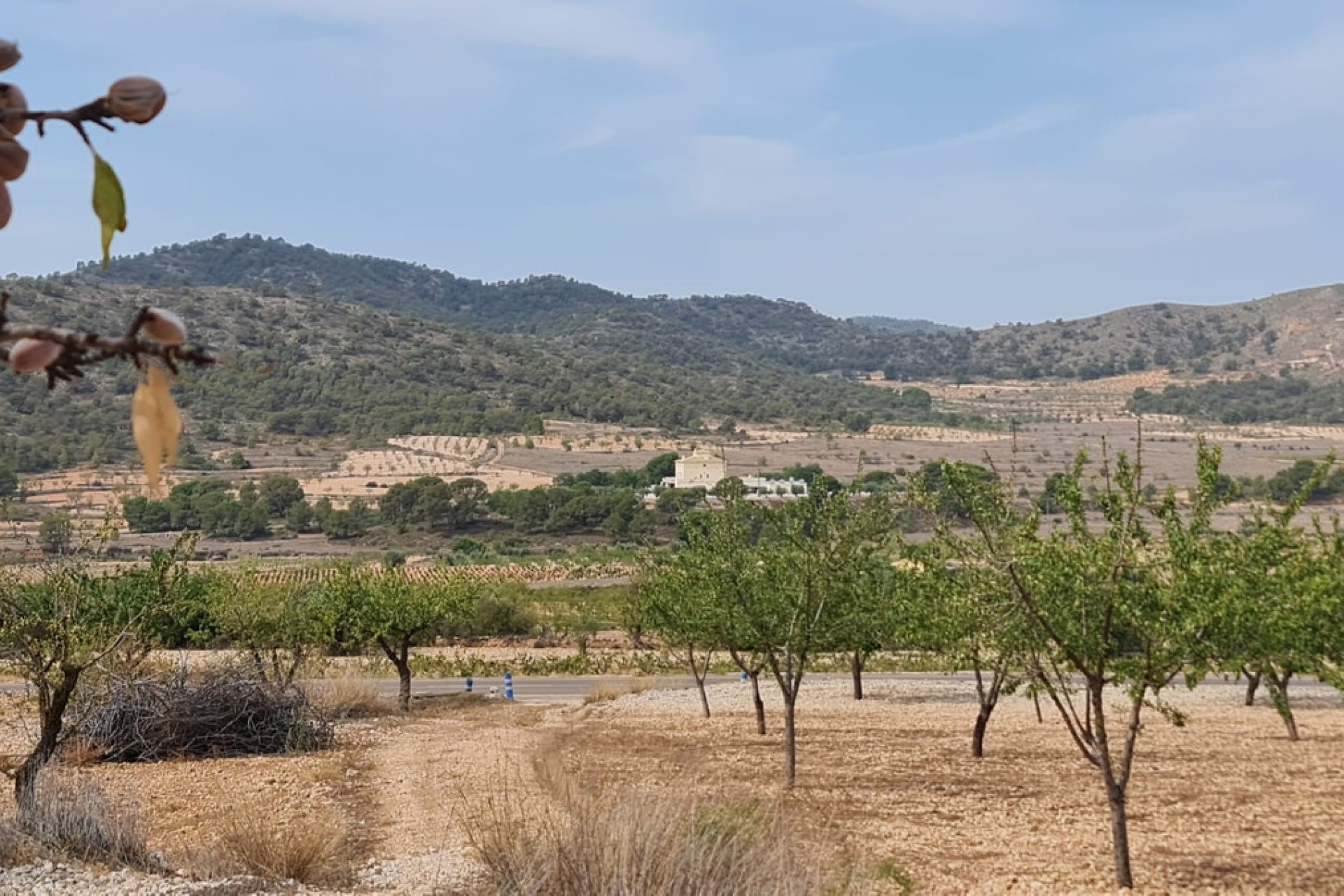 Reventa - land -
Algueña