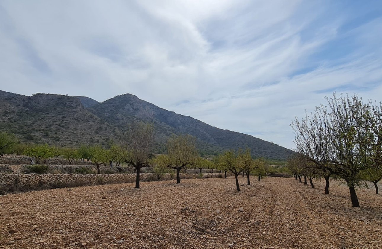 Reventa - land -
Algueña