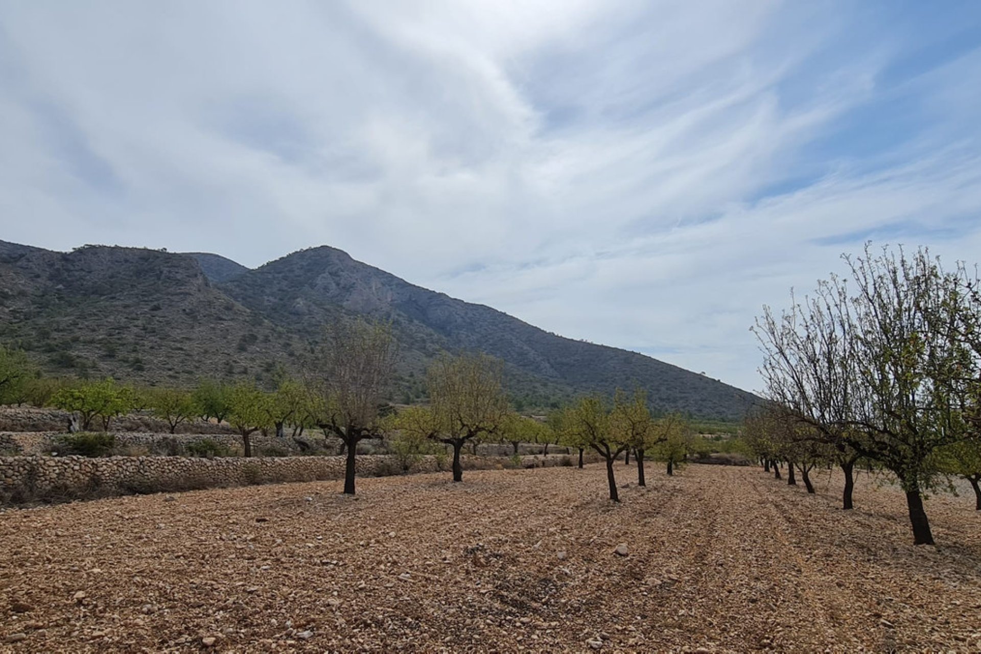 Reventa - land -
Algueña