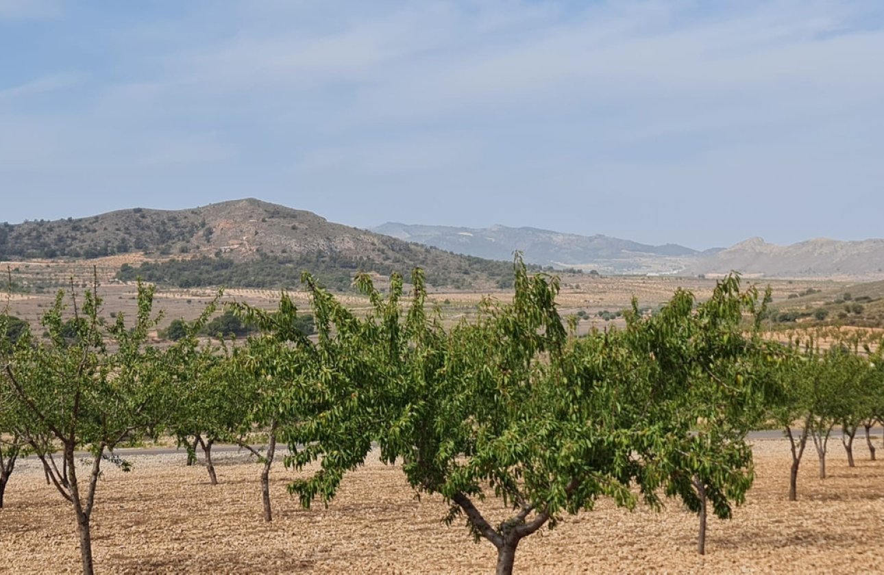 Reventa - land -
Algueña