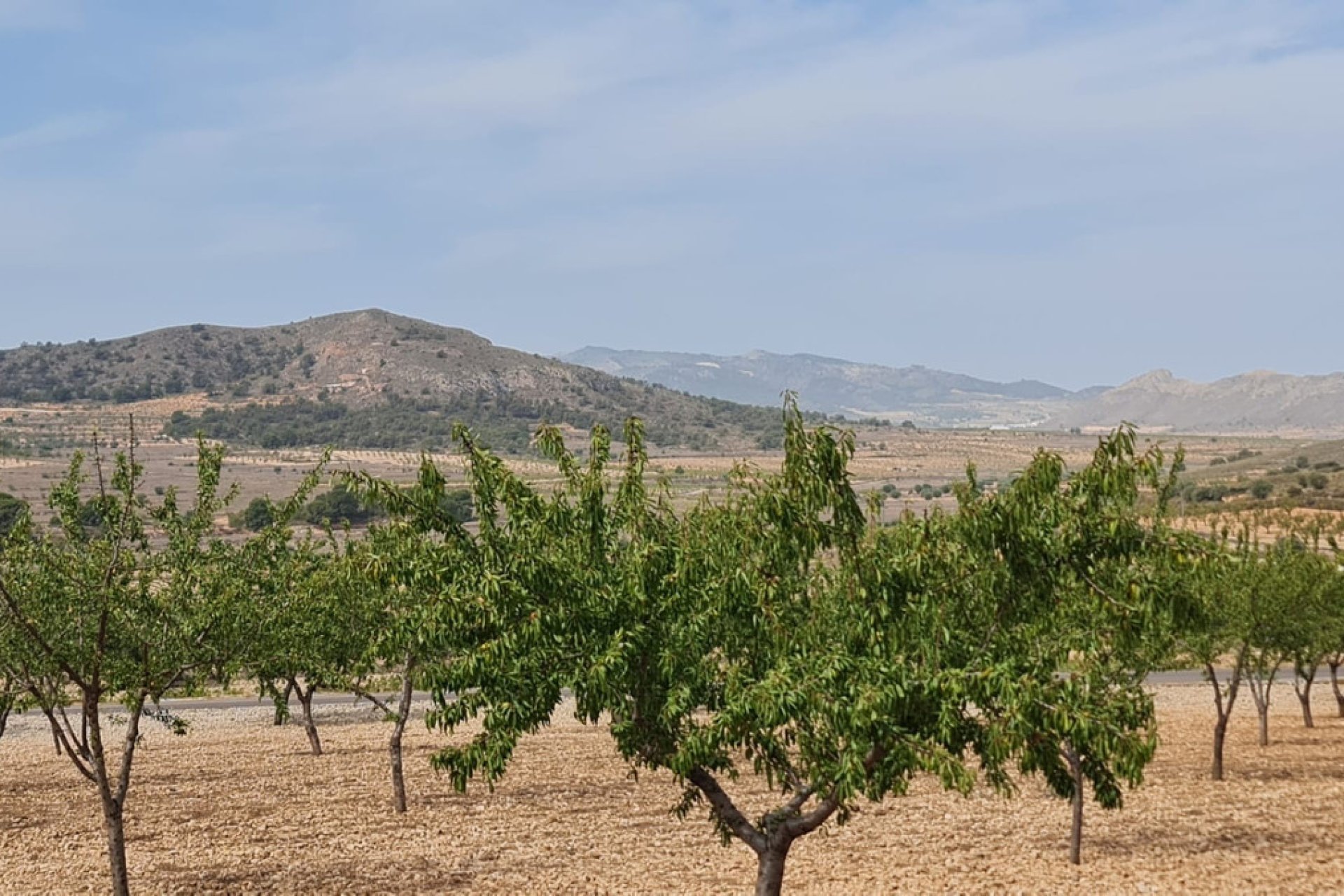 Reventa - land -
Algueña