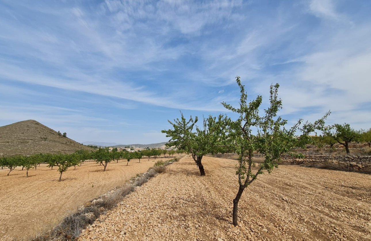Reventa - land -
Algueña