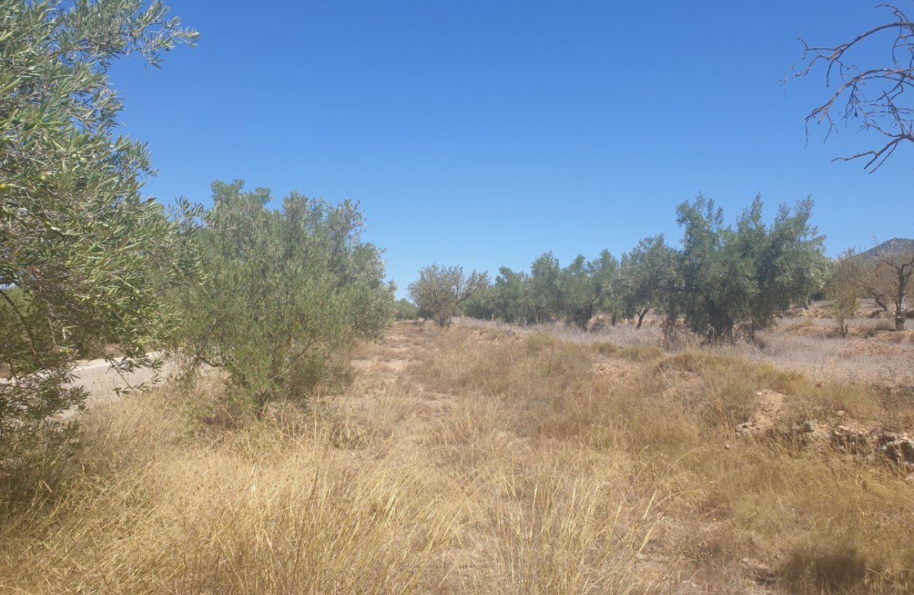 Reventa - land -
Biar - Biar Centro