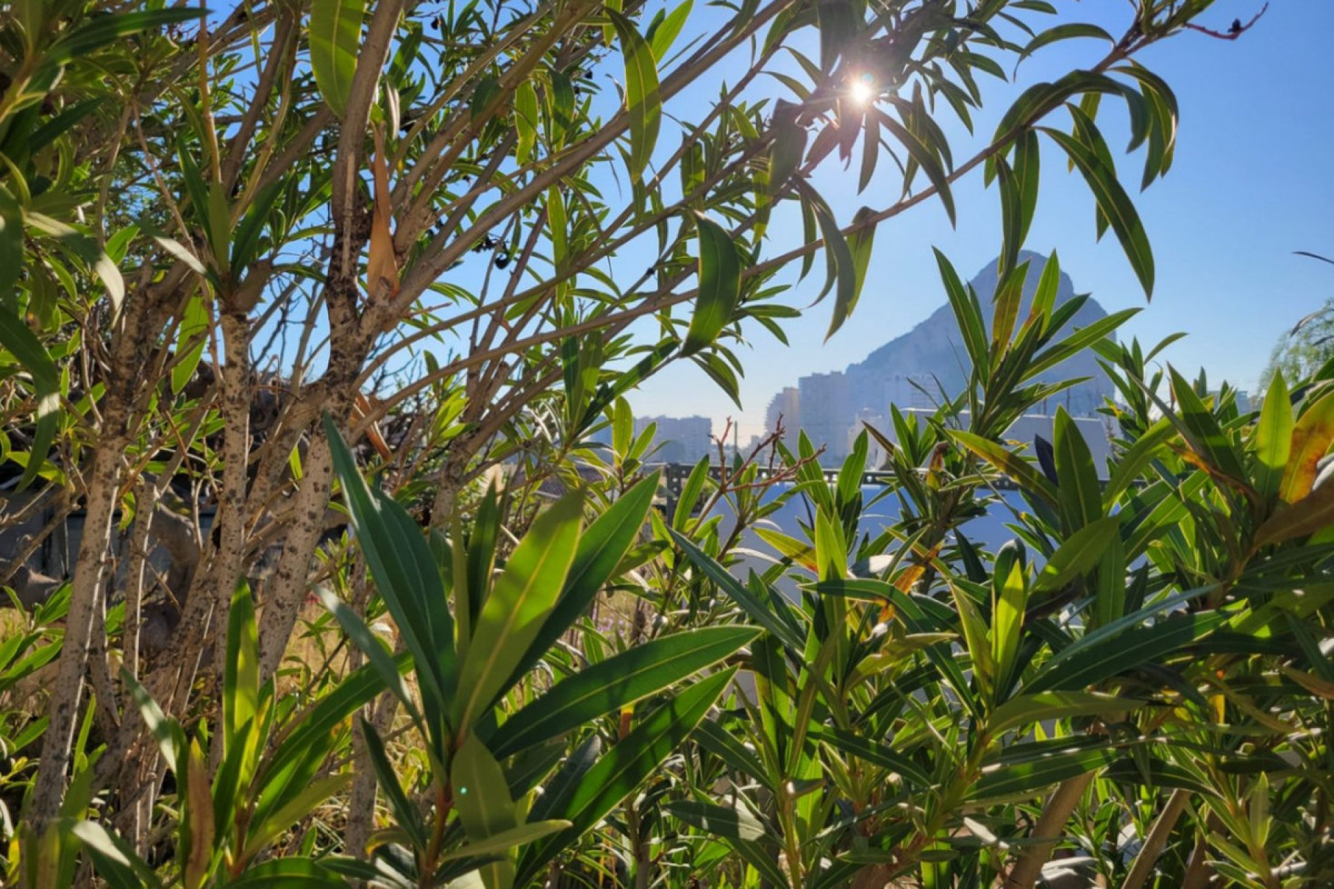 Reventa - land -
Calpe - Calpe Centro