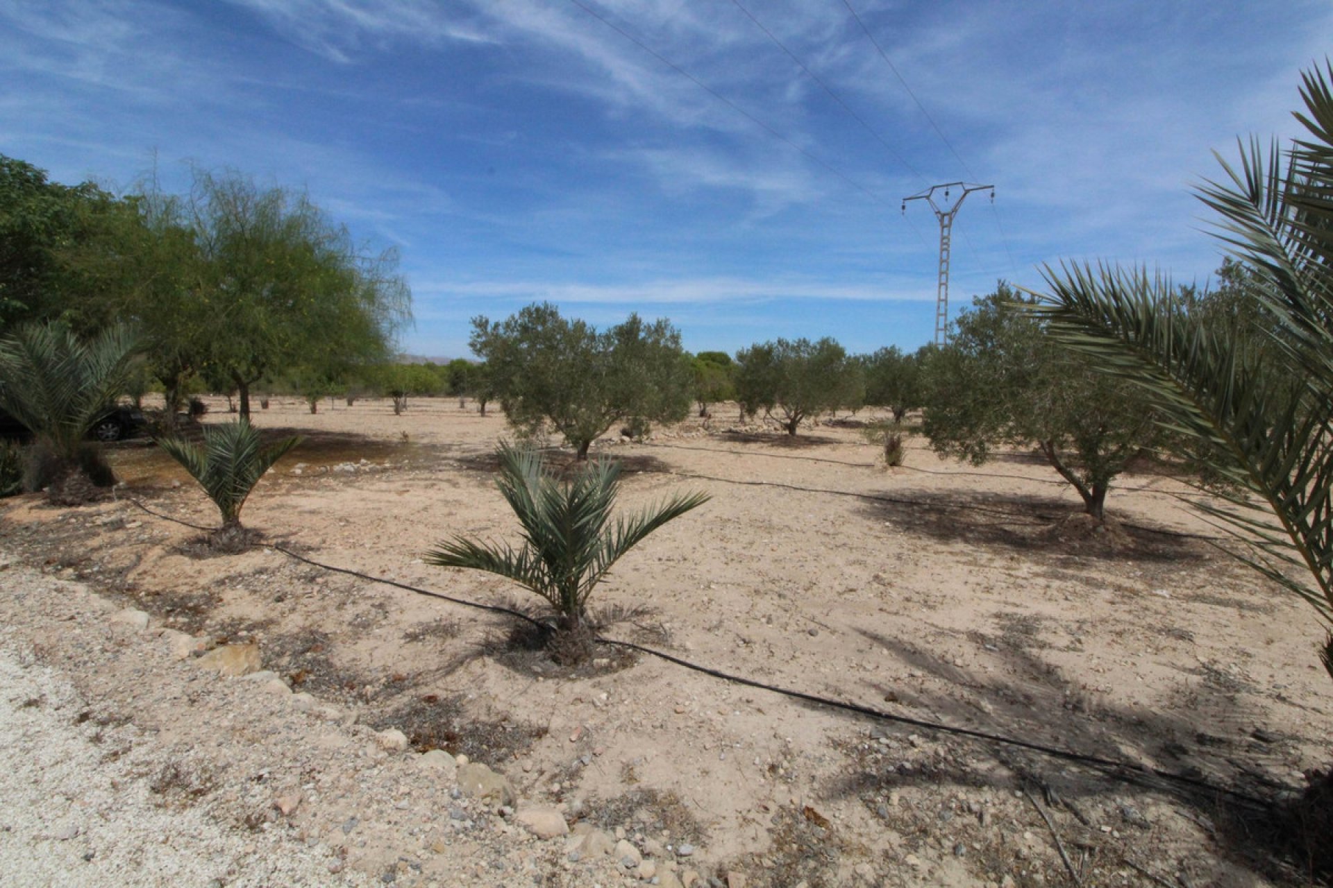 Reventa - land -
Elche - Elche Centro