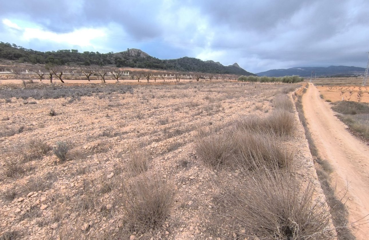 Reventa - land -
Jalón - La Solana