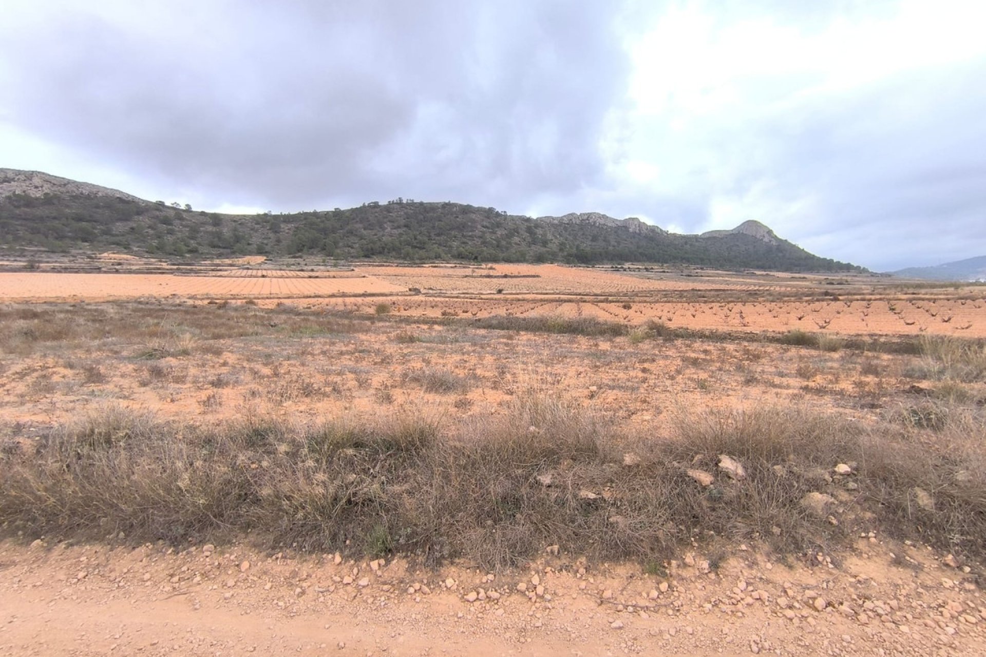 Reventa - land -
Jalón - La Solana