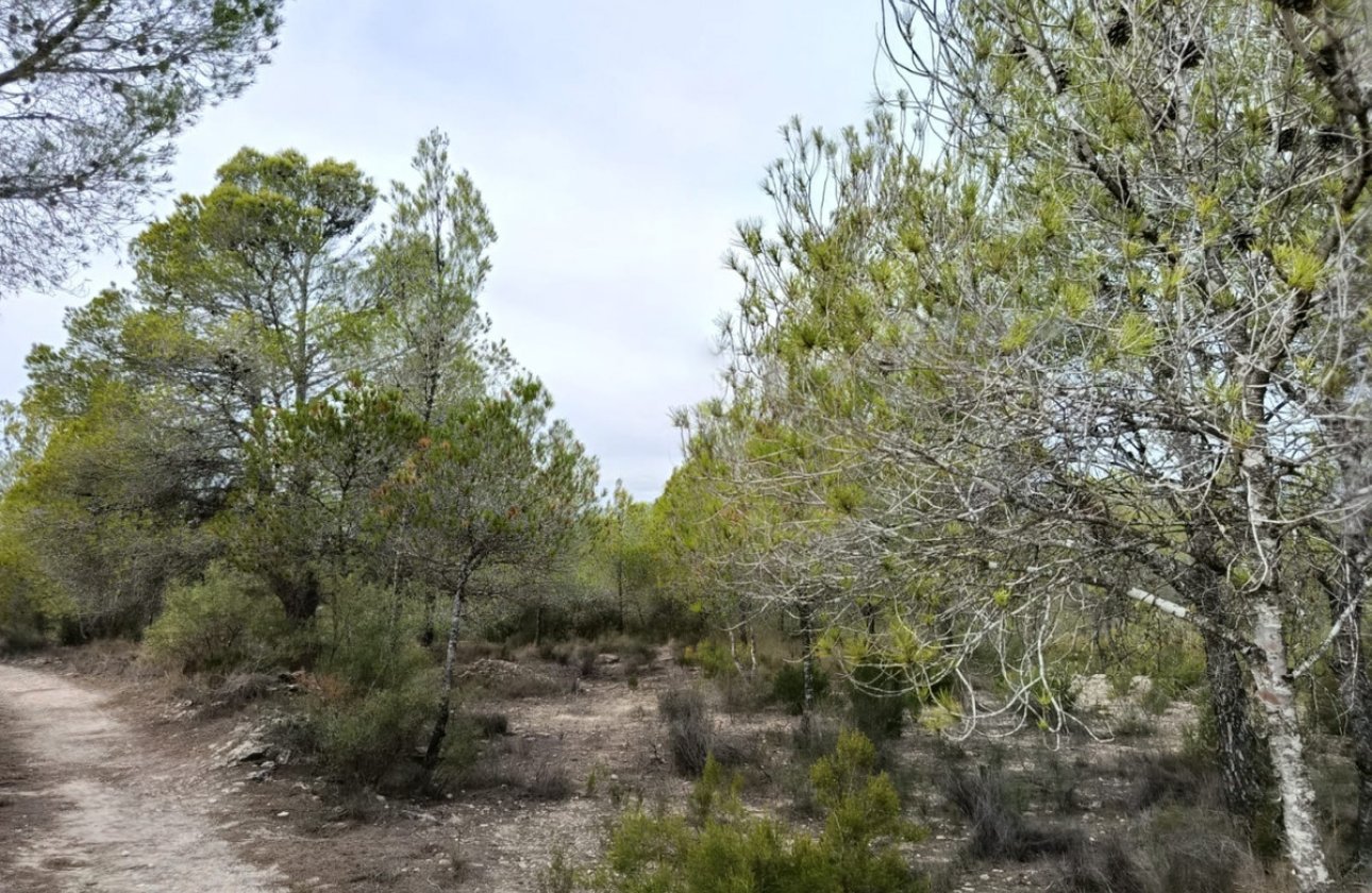 Reventa - land -
Monóvar - Monòver - Monóvar - Monòver Centro