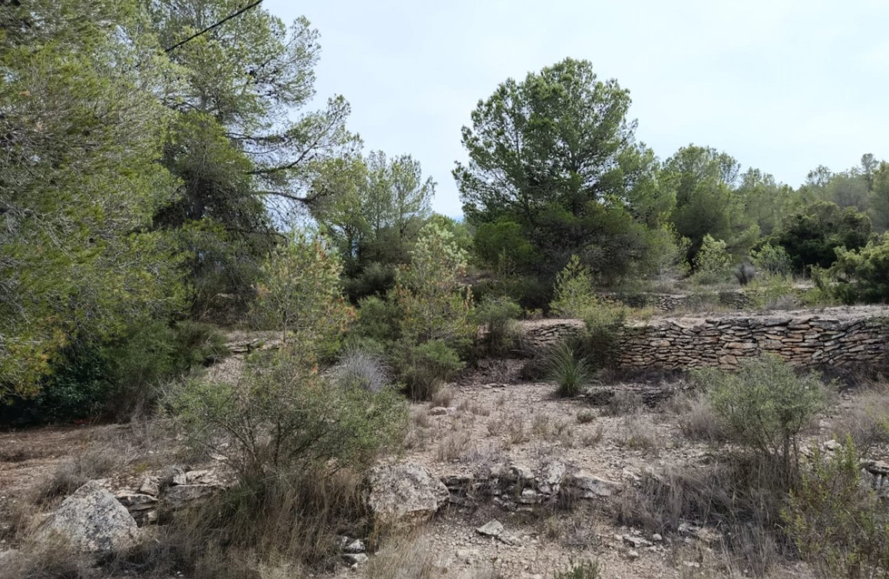 Reventa - land -
Monóvar - Monòver - Monóvar - Monòver Centro