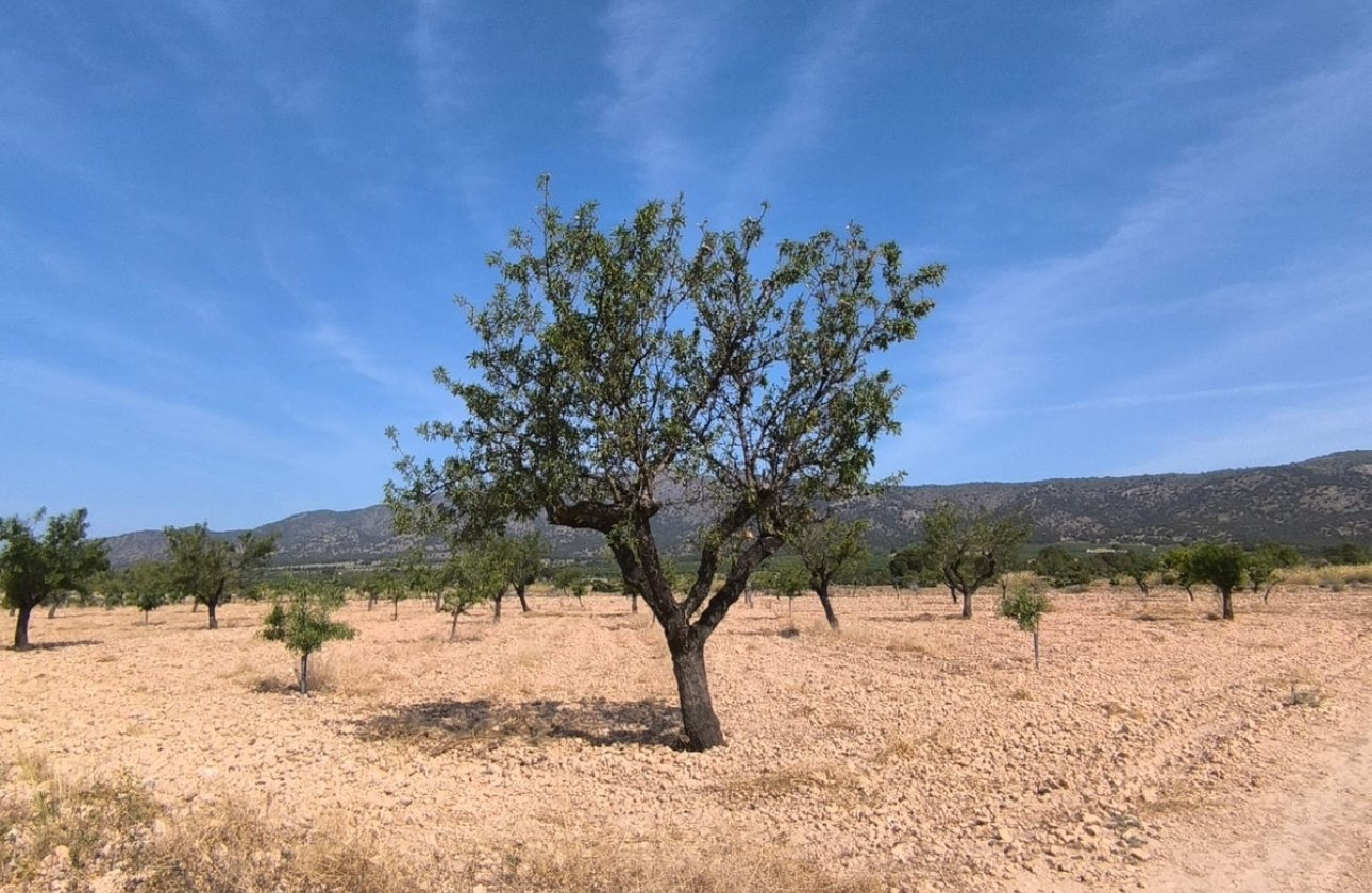 Reventa - land -
Monóvar - Monòver - Monóvar - Monòver Centro