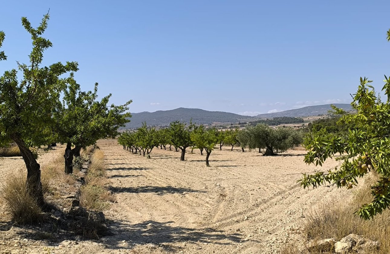 Reventa - land -
Monóvar - Monòver - Monóvar - Monòver Centro