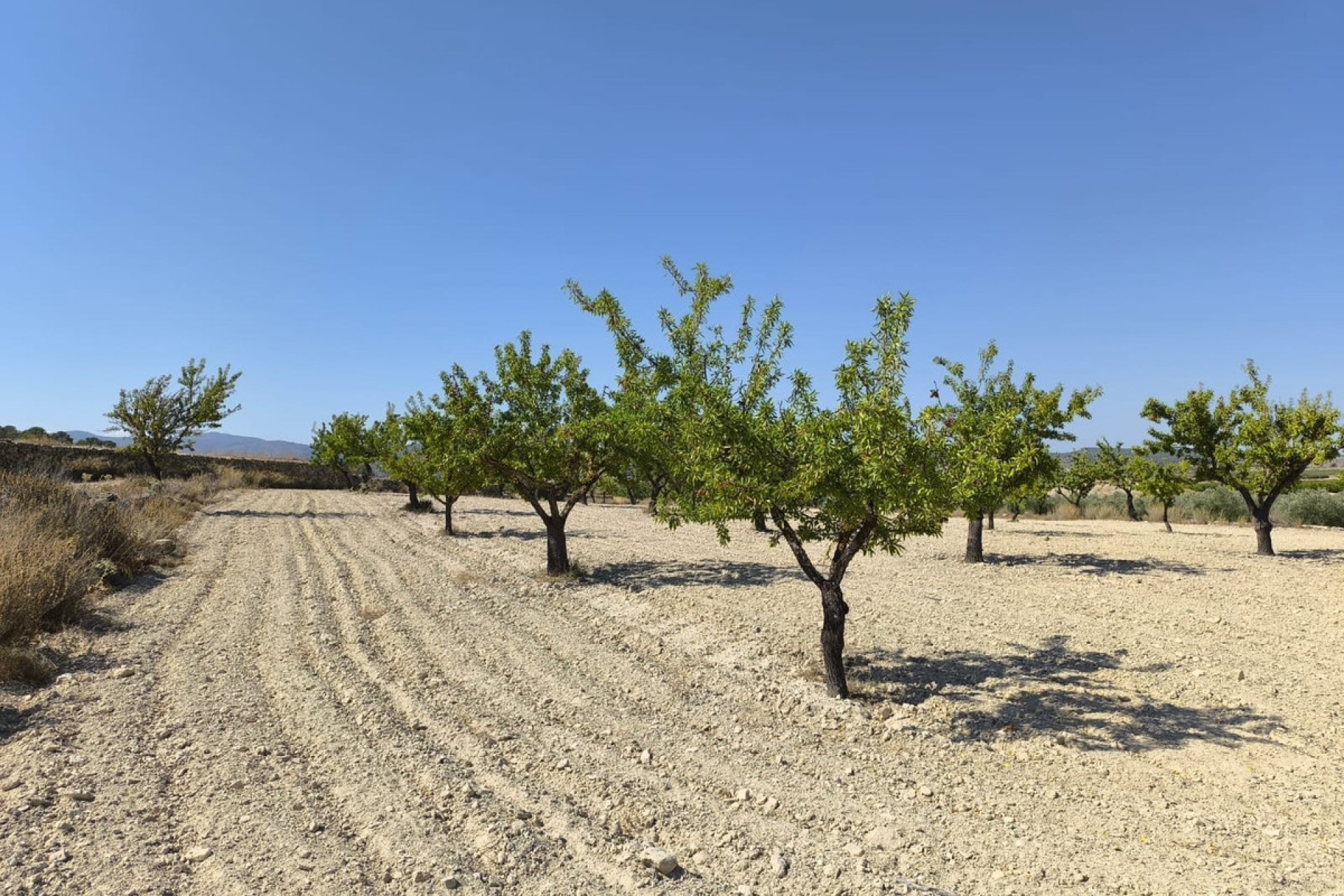 Reventa - land -
Monóvar - Monòver - Monóvar - Monòver Centro