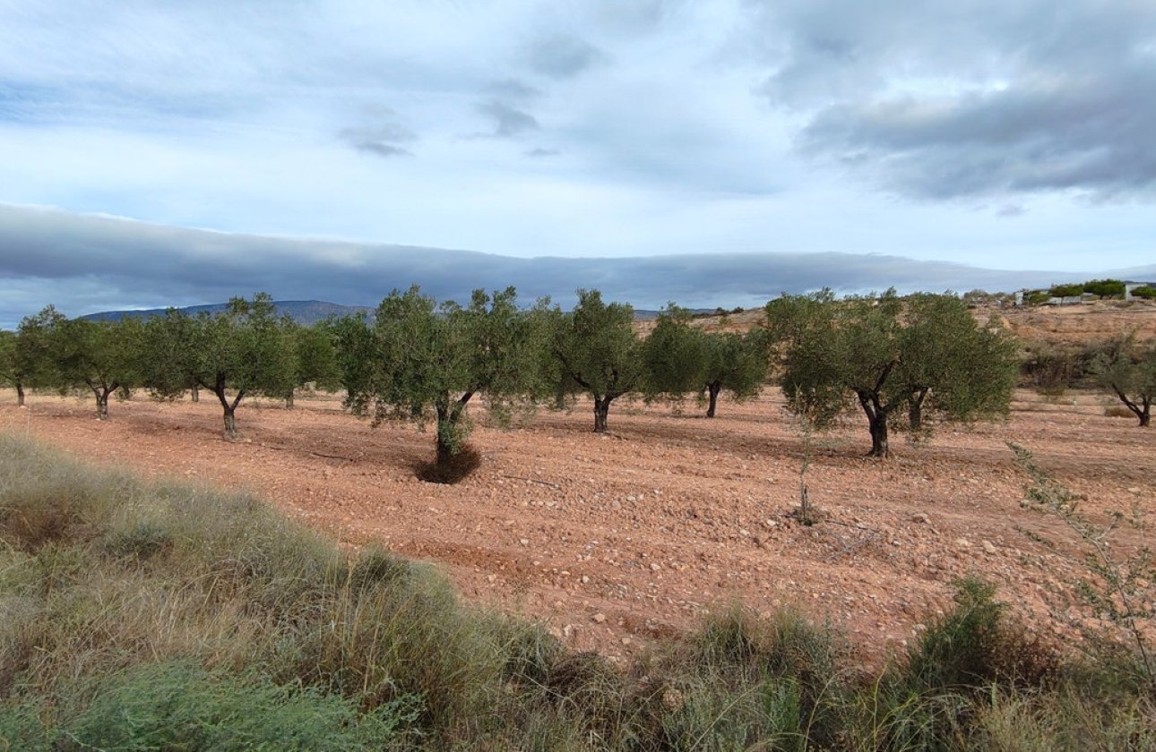 Reventa - land -
Monóvar - Monòver - Monóvar - Monòver Centro