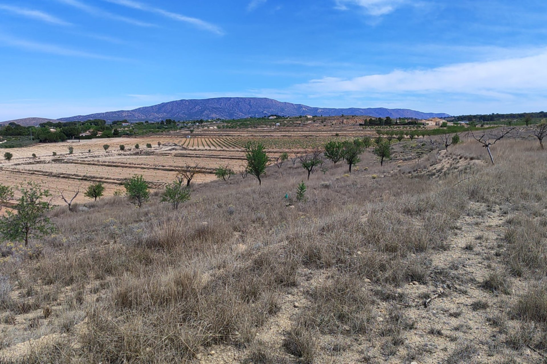 Reventa - land -
Pinoso - Pinoso Centro