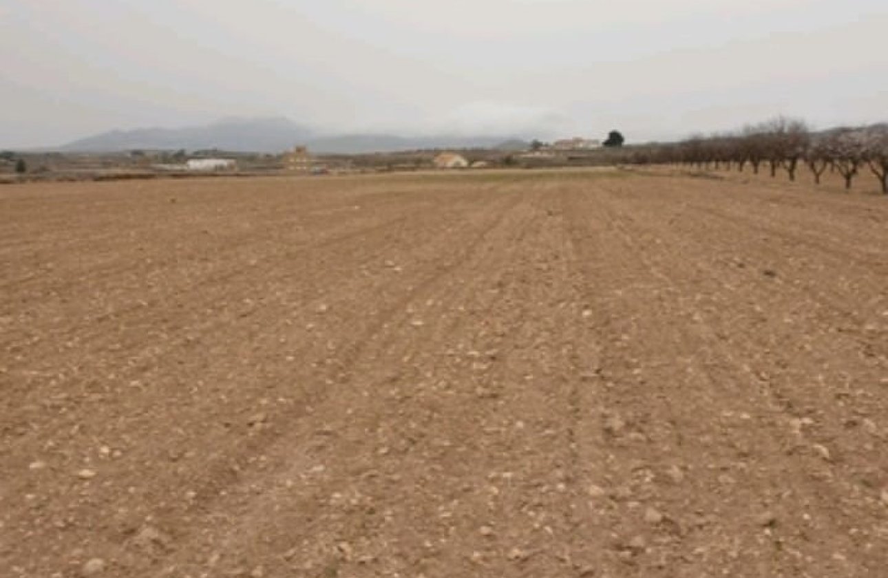 Reventa - land -
Pinoso - Pinoso Centro