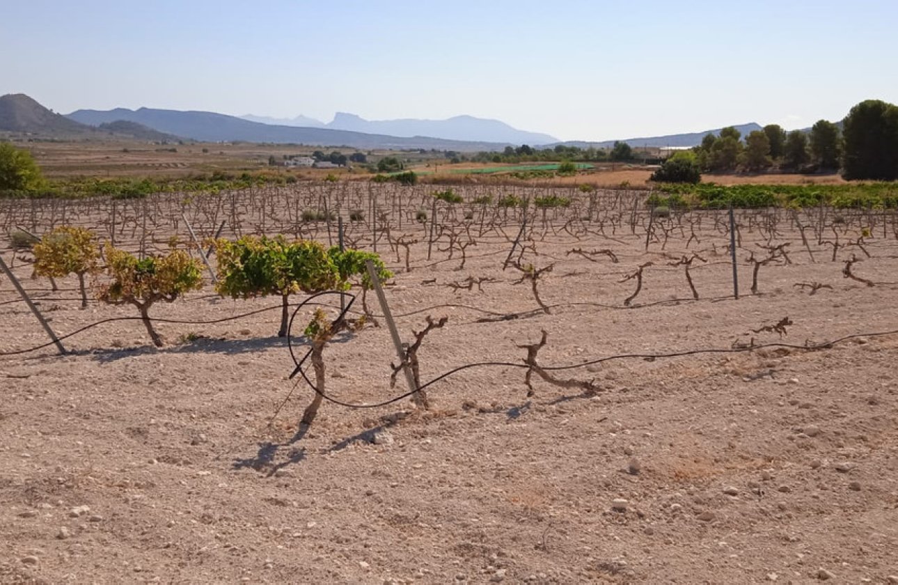 Reventa - land -
Pinoso - Pinoso Centro