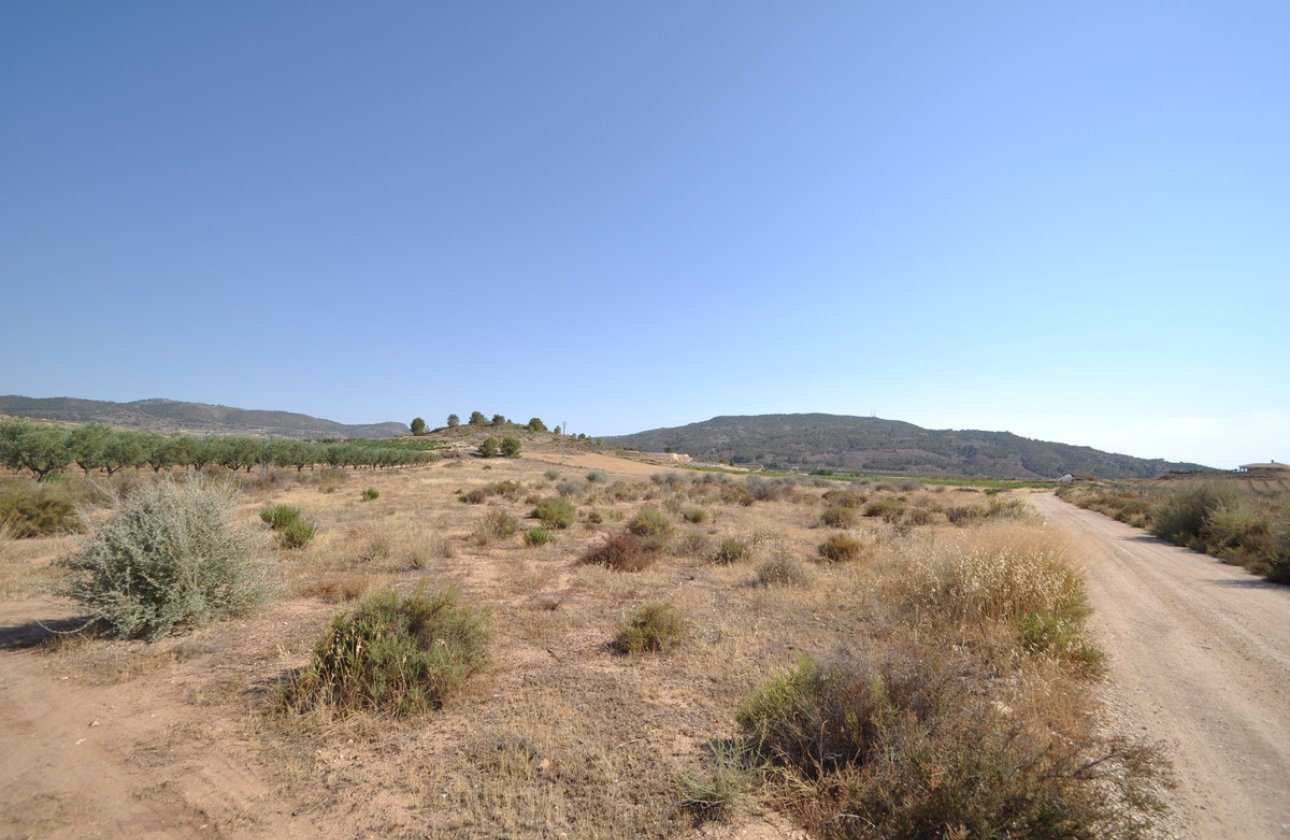 Reventa - land -
Pinoso - Pinoso Centro