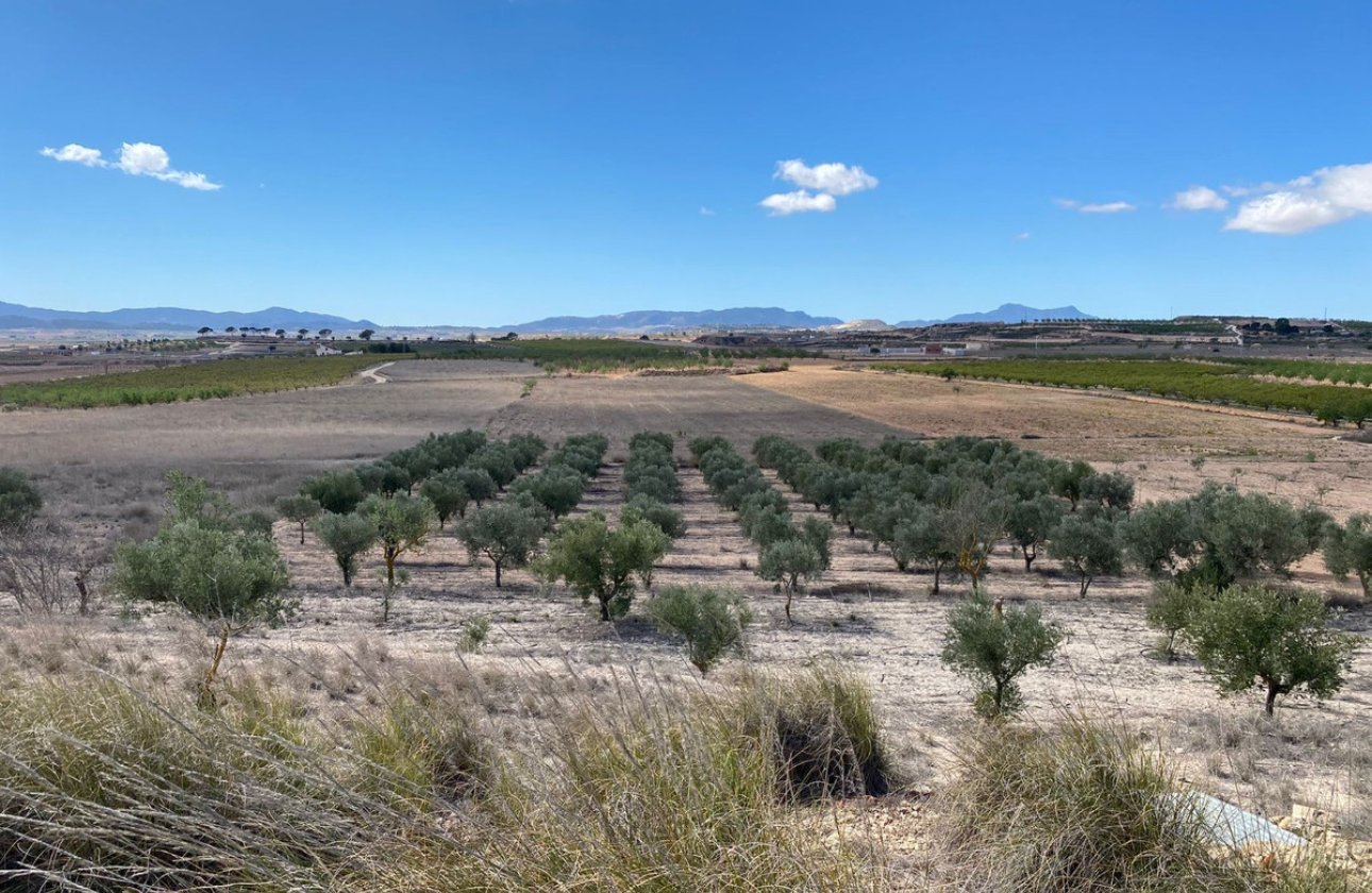 Reventa - land -
Pinoso - Pinoso Centro