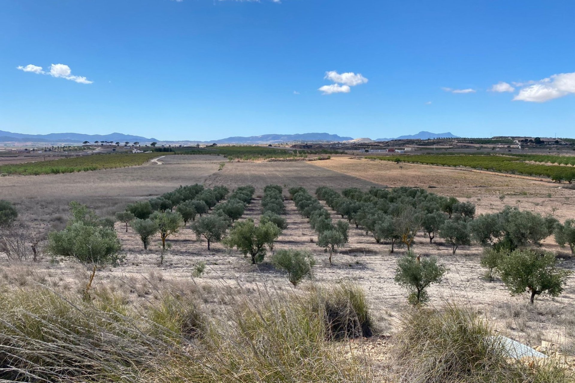 Reventa - land -
Pinoso - Pinoso Centro