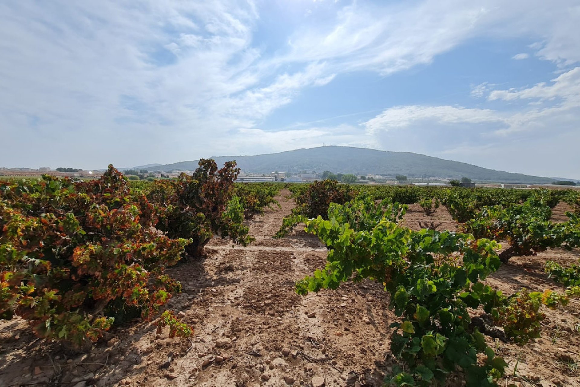 Reventa - land -
Pinoso - Pinoso Centro