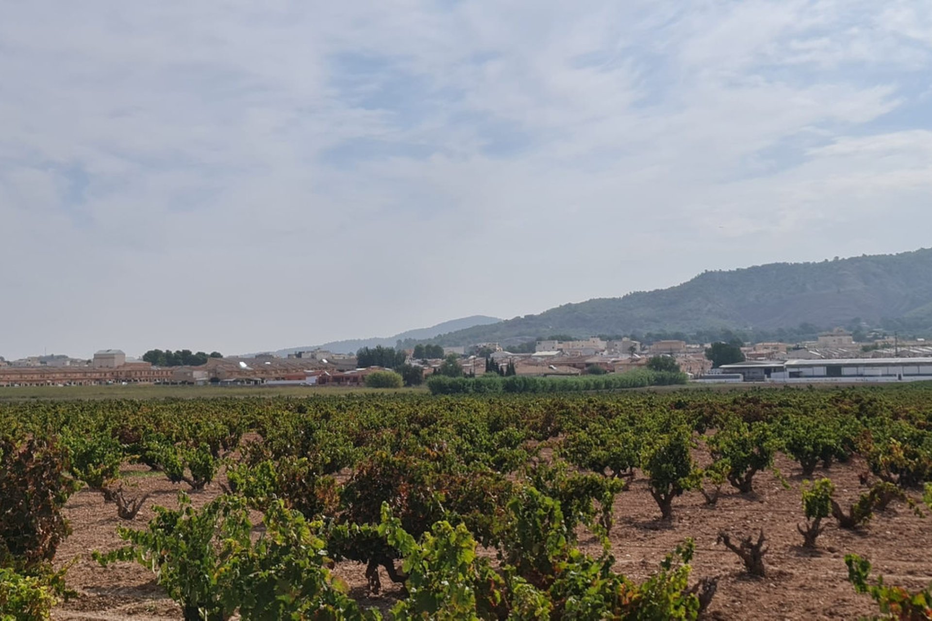 Reventa - land -
Pinoso - Pinoso Centro