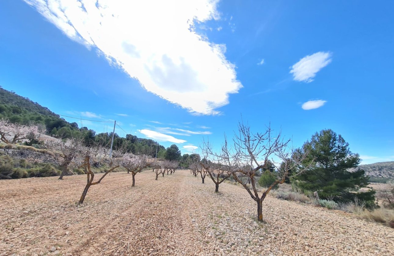 Reventa - land -
Pinoso - Pinoso Centro