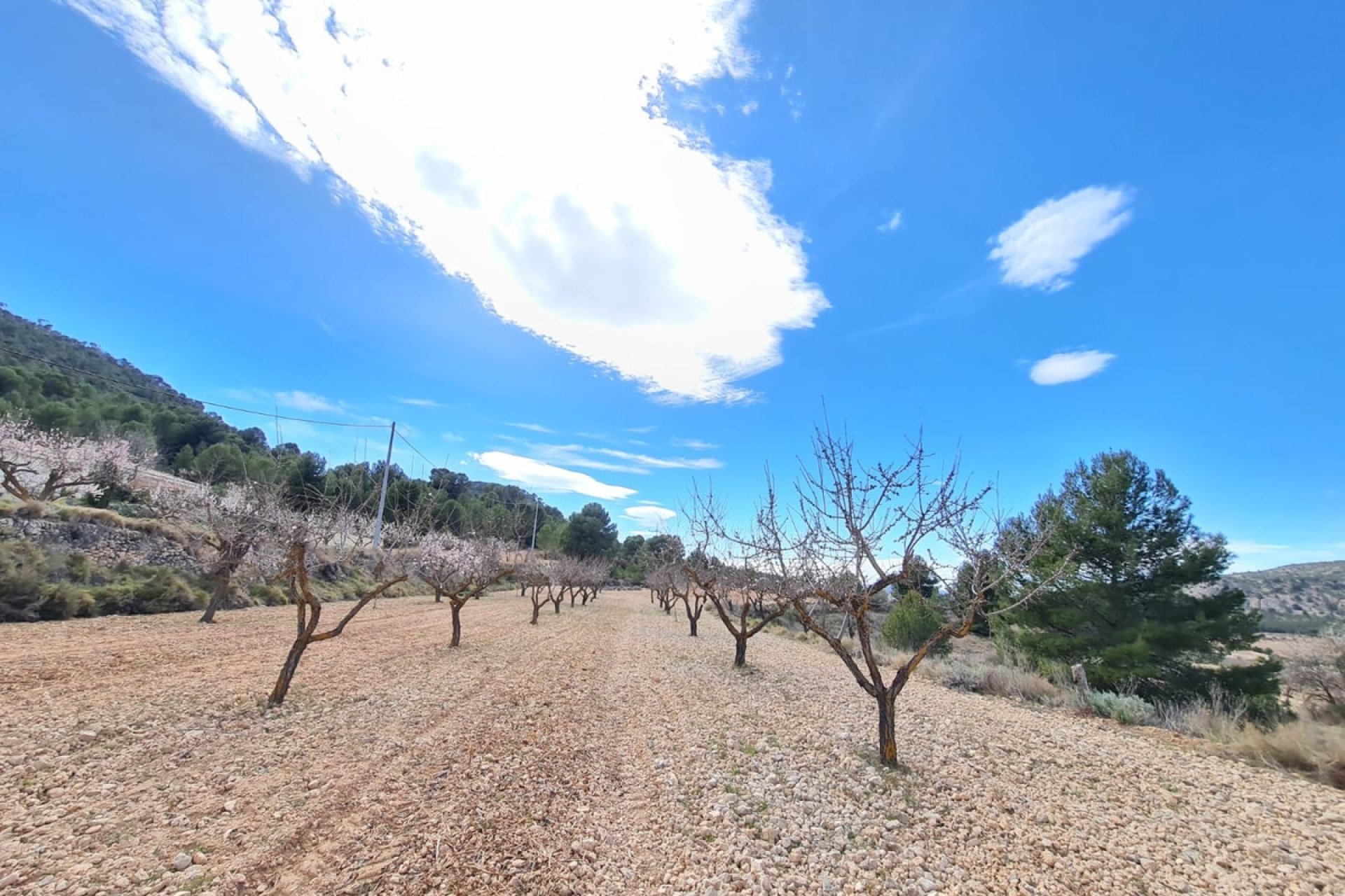 Reventa - land -
Pinoso - Pinoso Centro