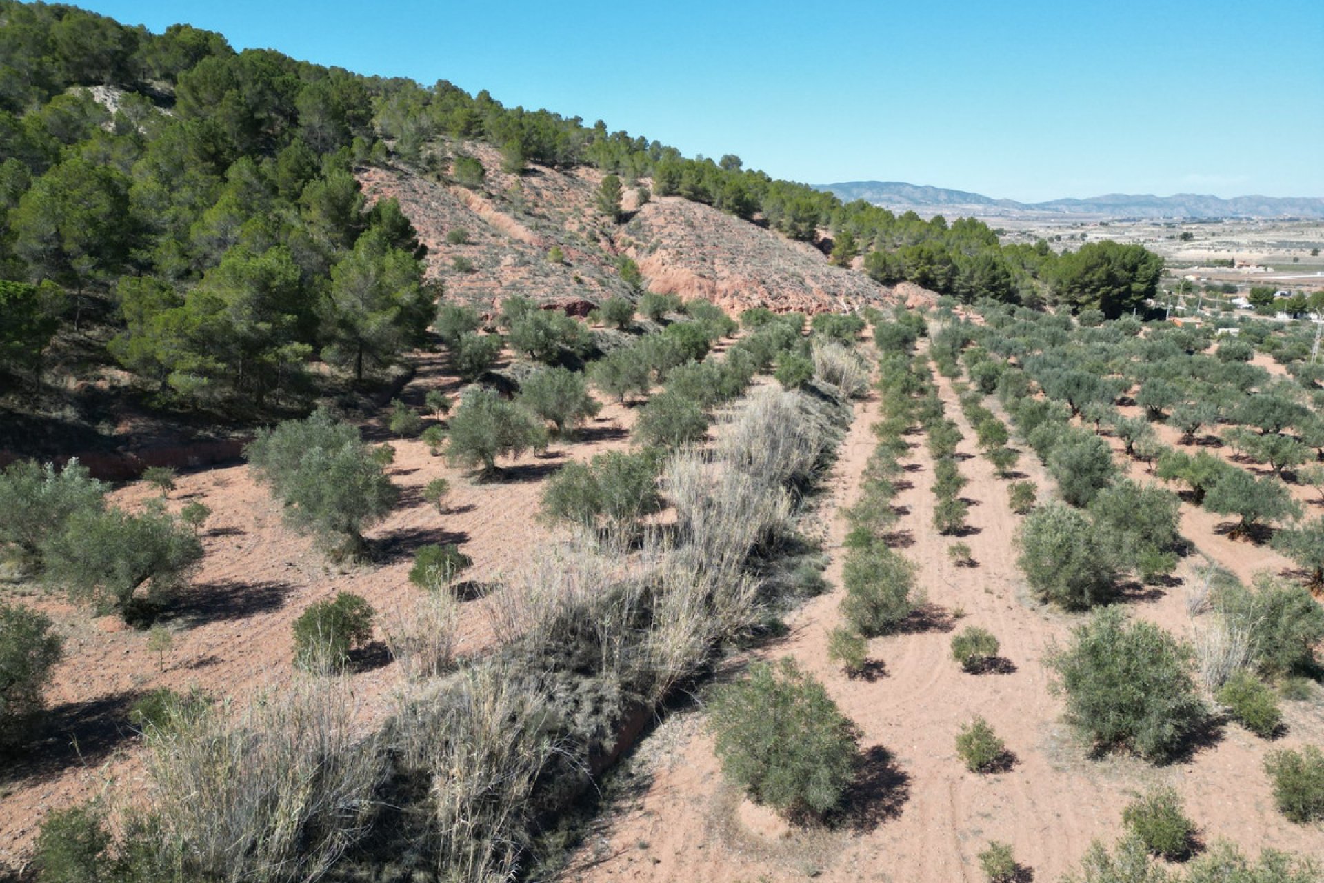 Reventa - land -
Pinoso - Pinoso Centro