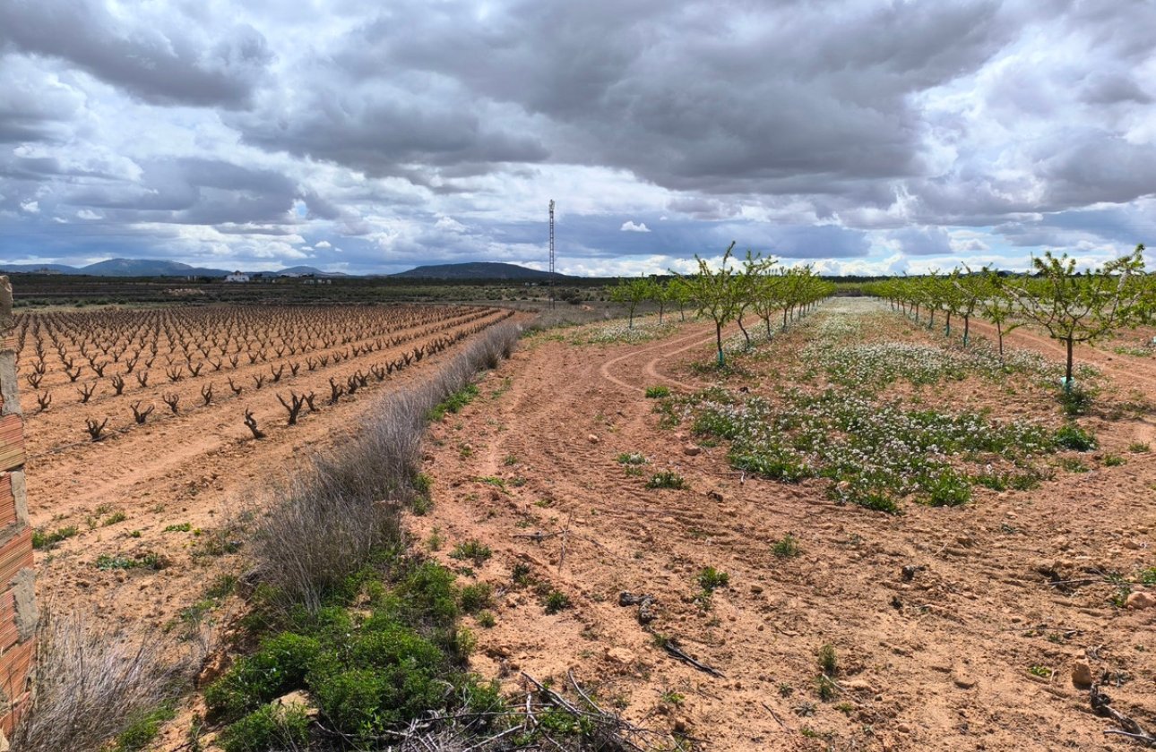 Reventa - land -
Pinoso - Pinoso Centro