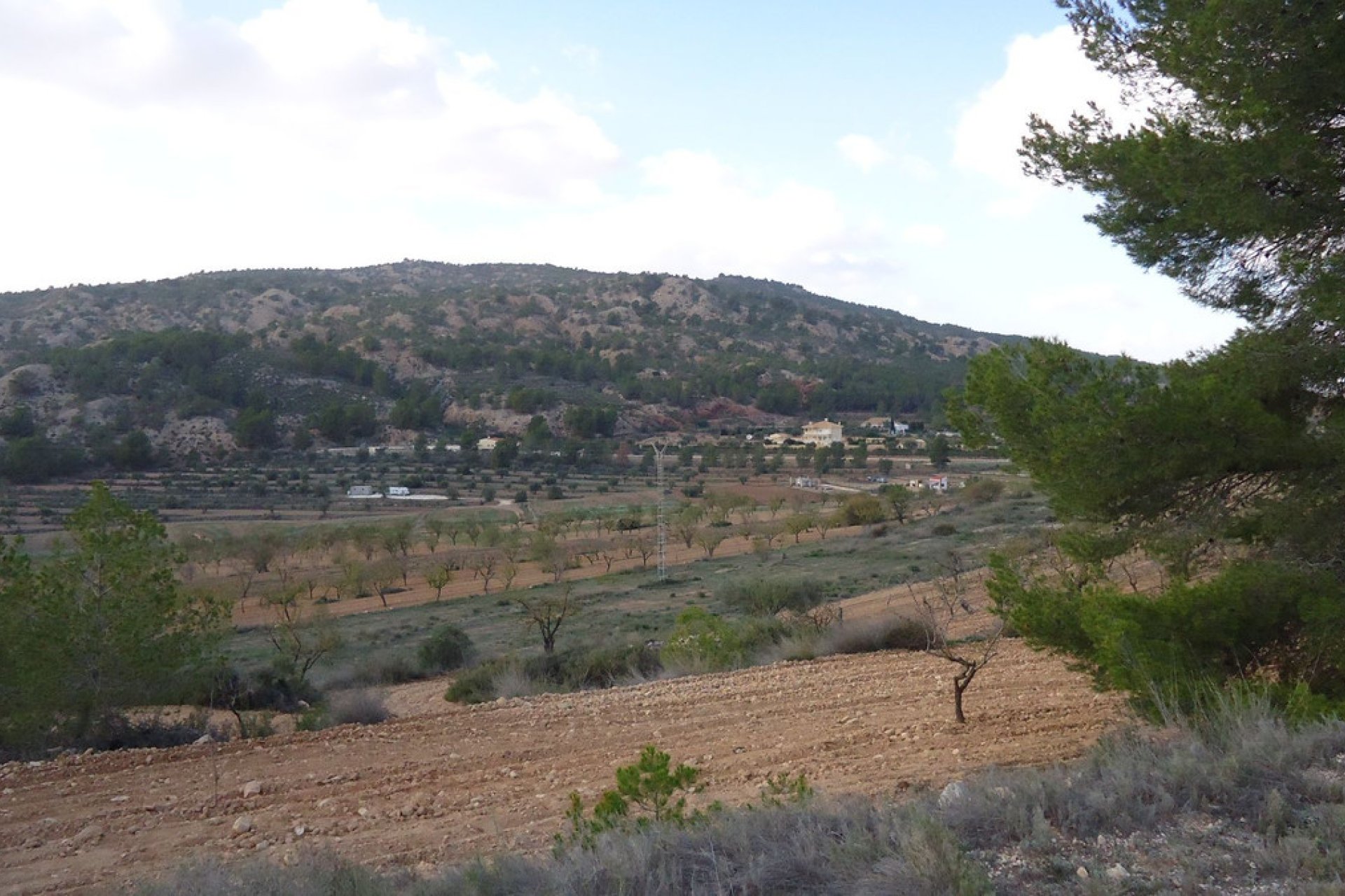 Reventa - land -
Pinoso - Pinoso Centro