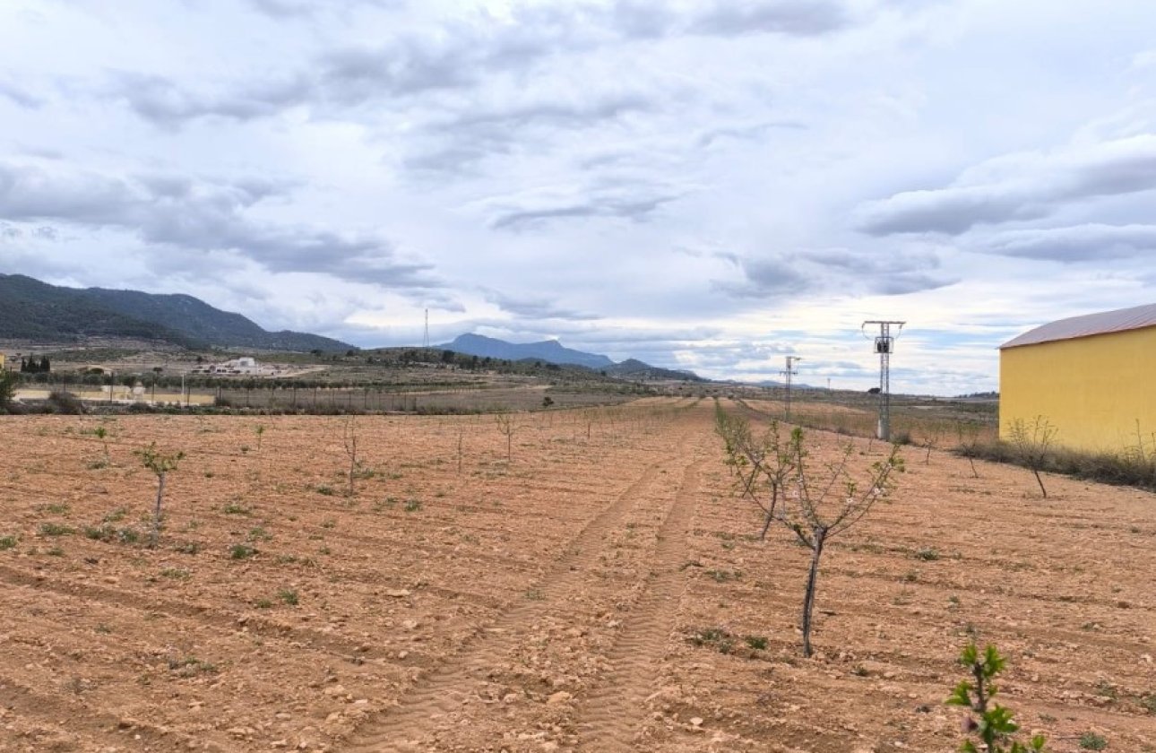 Reventa - land -
Pinoso - Pinoso Centro