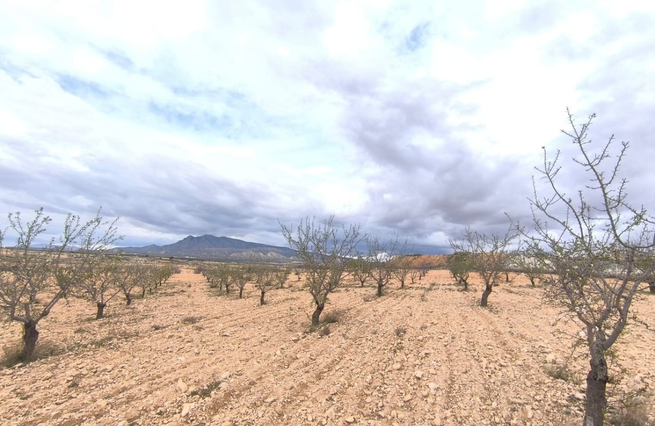 Reventa - land -
Pinoso - Pinoso Centro