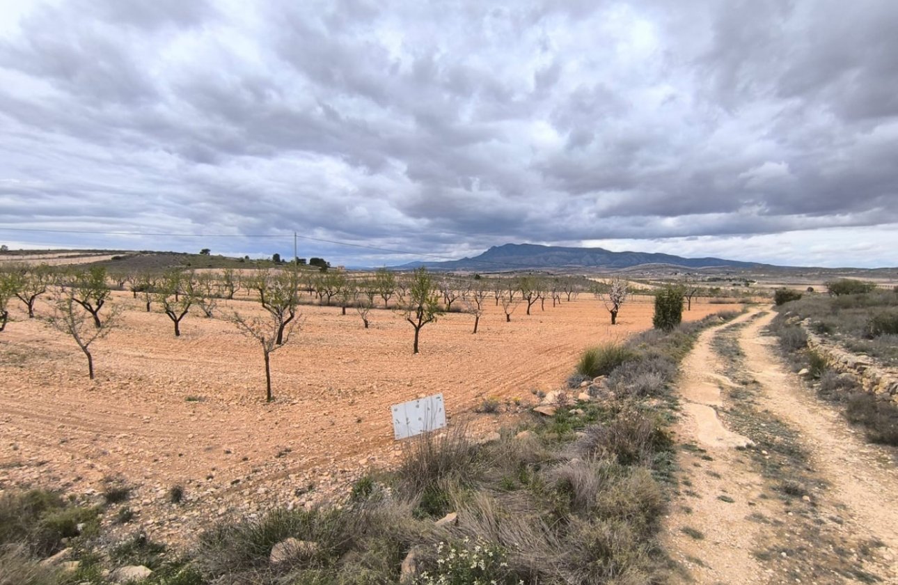 Reventa - land -
Pinoso - Pinoso Centro