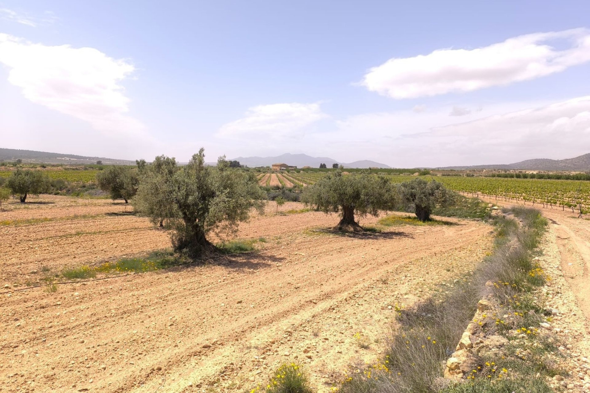 Reventa - land -
Pinoso - Pinoso Centro