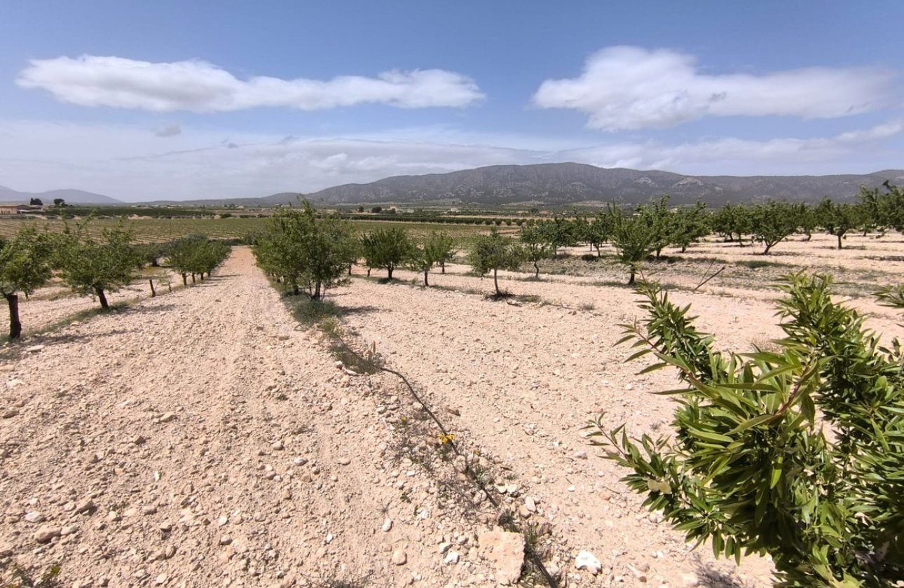 Reventa - land -
Pinoso - Pinoso Centro
