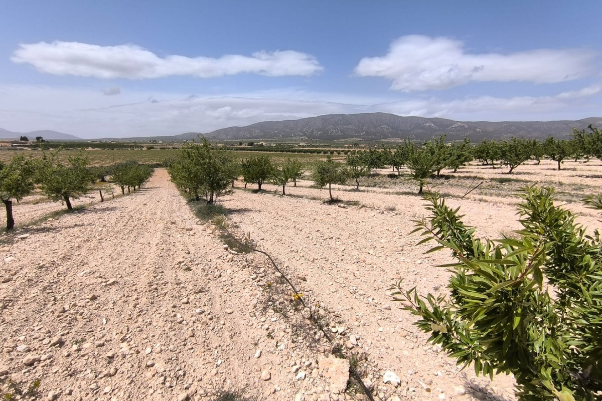 Reventa - land -
Pinoso - Pinoso Centro