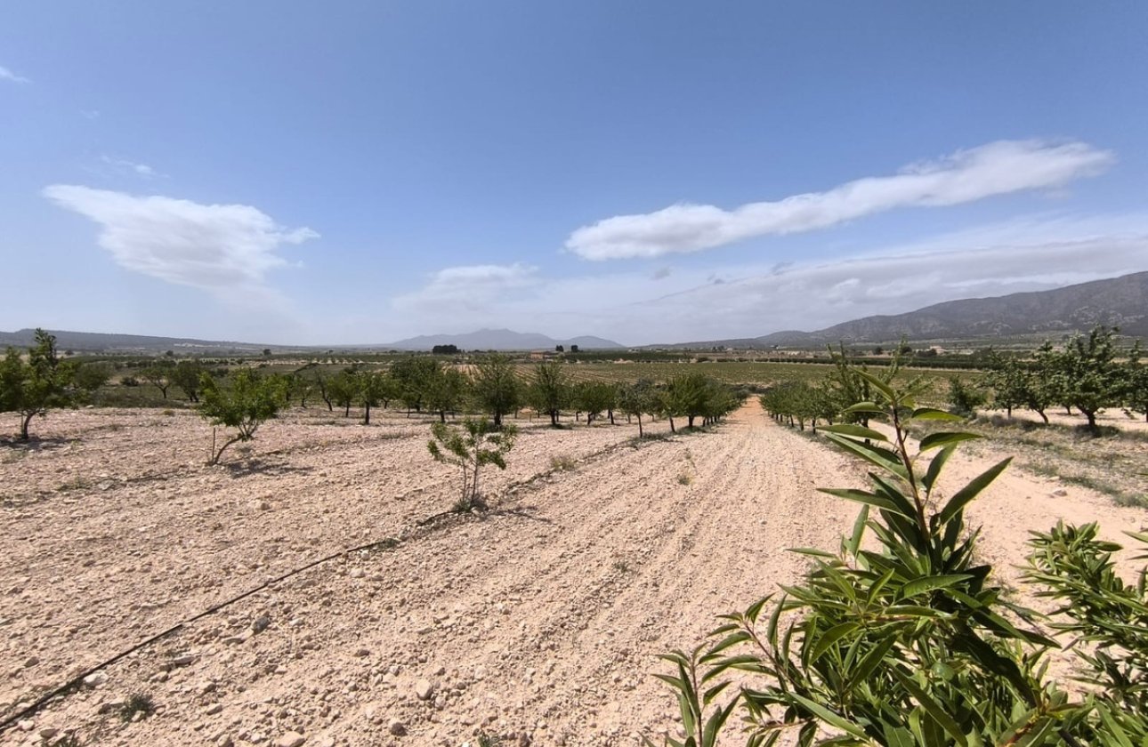 Reventa - land -
Pinoso - Pinoso Centro