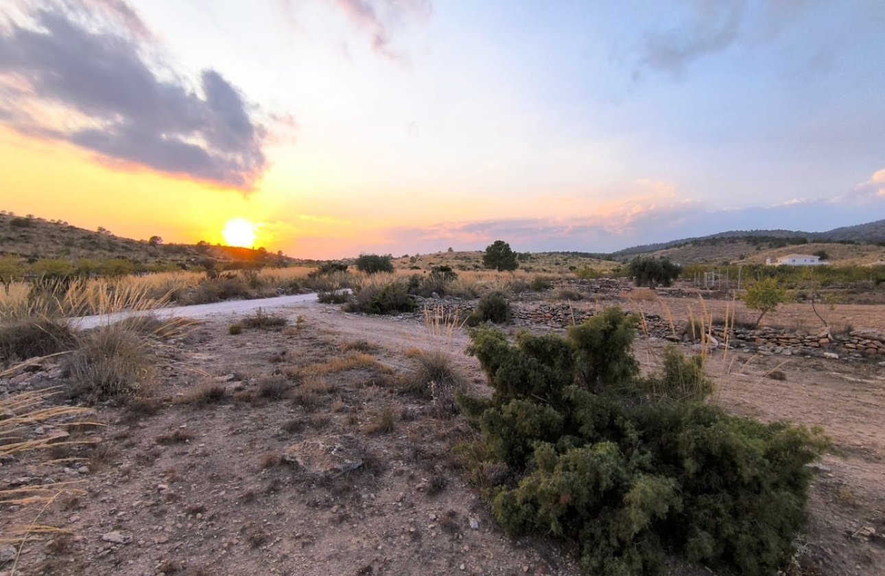 Reventa - land -
Pinoso - Pinoso Centro