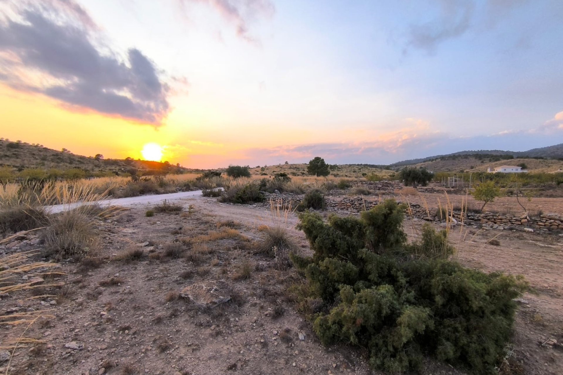 Reventa - land -
Pinoso - Pinoso Centro