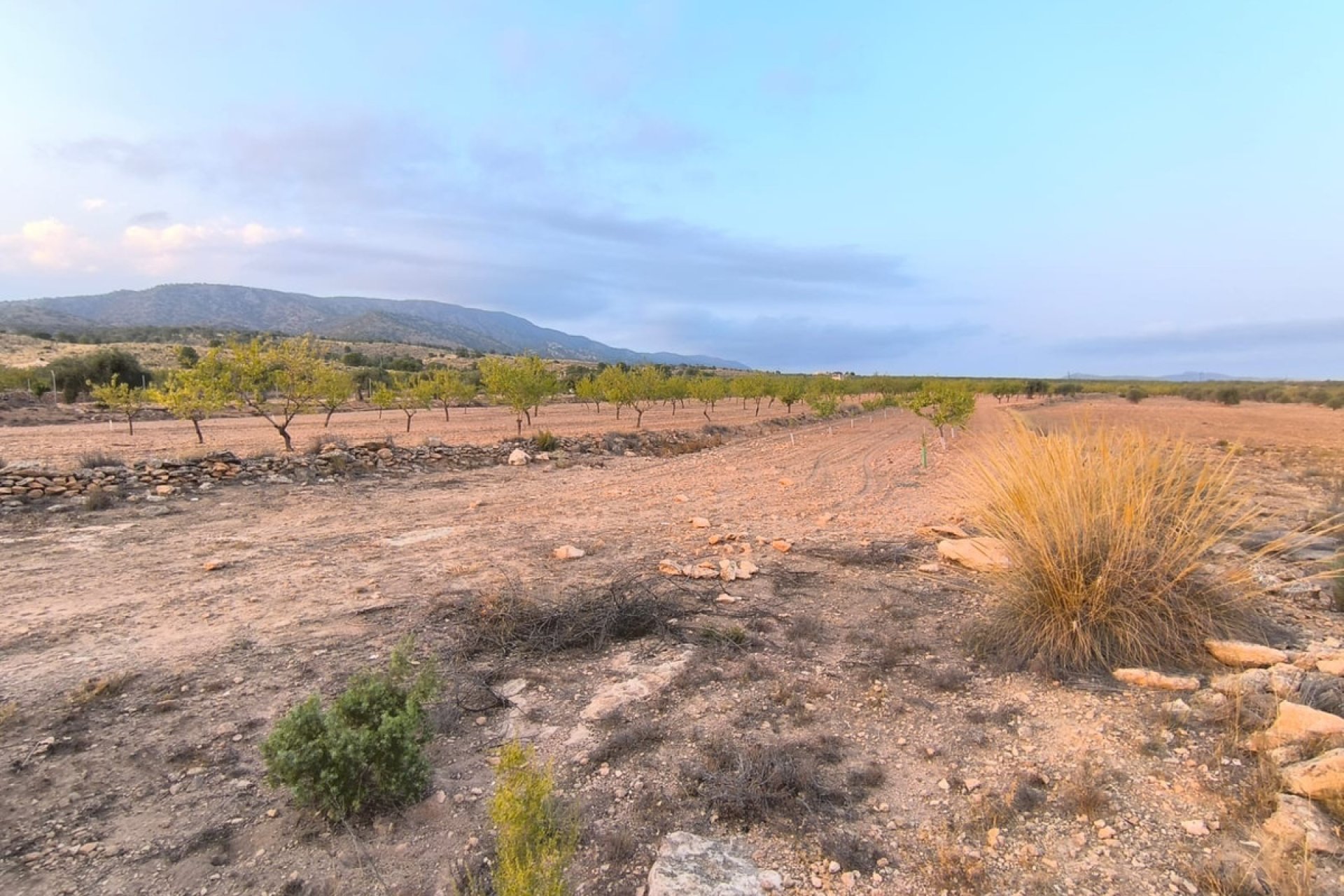 Reventa - land -
Pinoso - Pinoso Centro