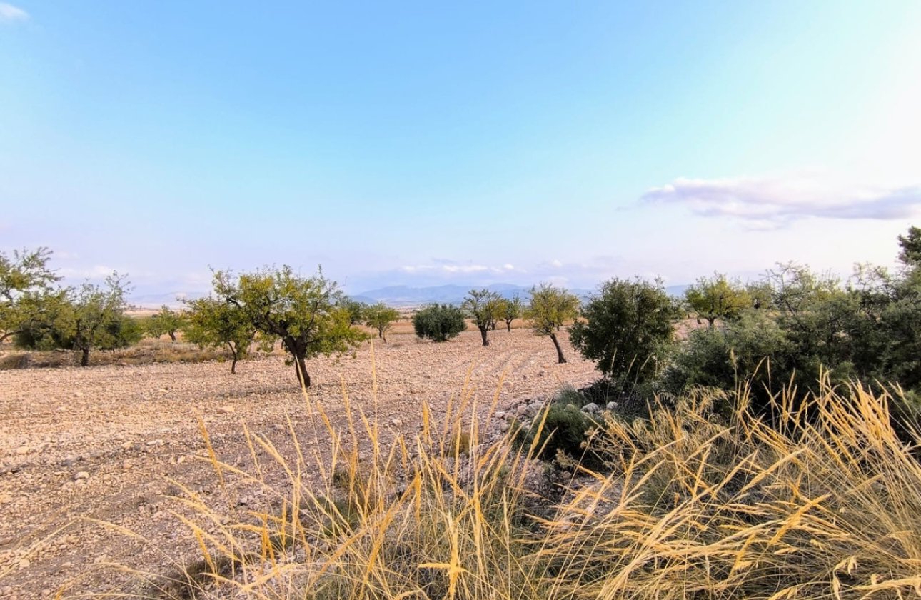 Reventa - land -
Pinoso - Pinoso Centro