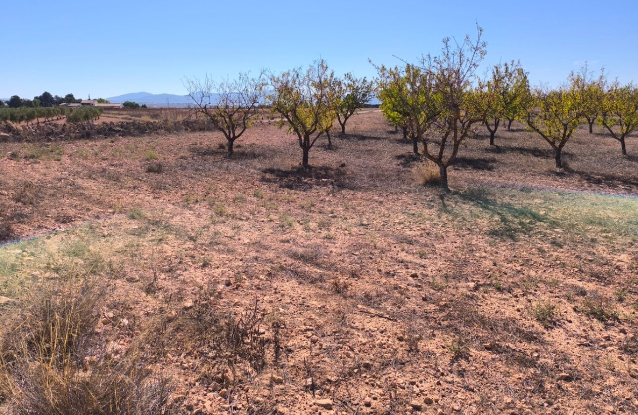Reventa - land -
Pinoso - Pinoso Centro